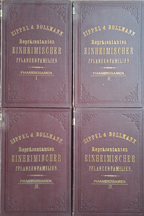 Repräsentanten einheimischer Pflanzenfamilien: Phanerogamen I-IV. - Kryptogamen