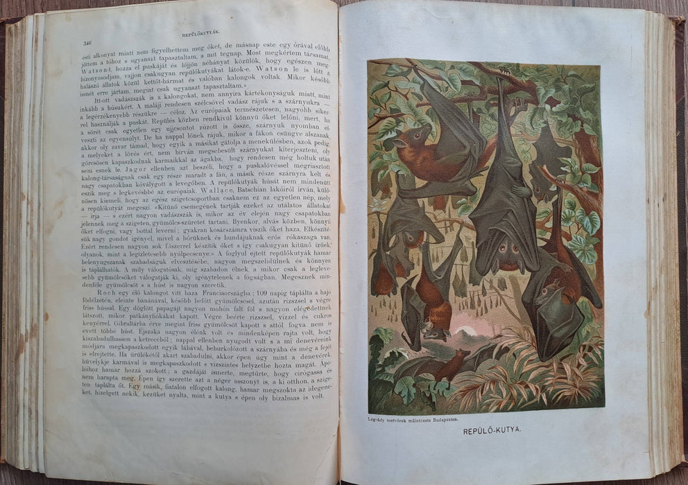 Az állatok világa I-X.