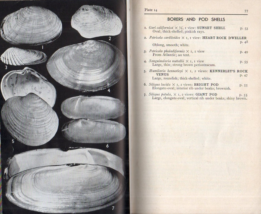 A Filed Guide to Shells ot the Pacific Coast and Hawaii