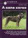 A cane corso - Oskola Antikvárium