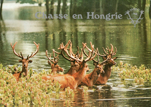 Chasse en Hongrie - Oskola Antikvárium