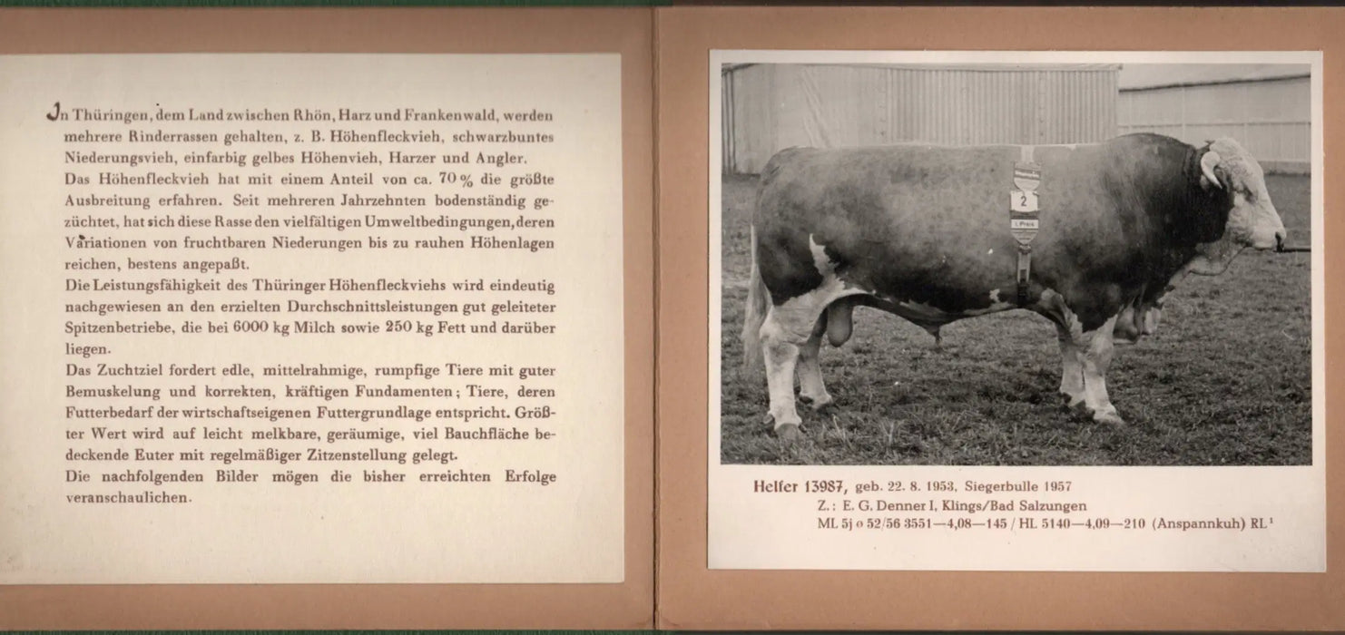 Das Höhenfleckvieh in Thüringen - Oskola Antikvárium