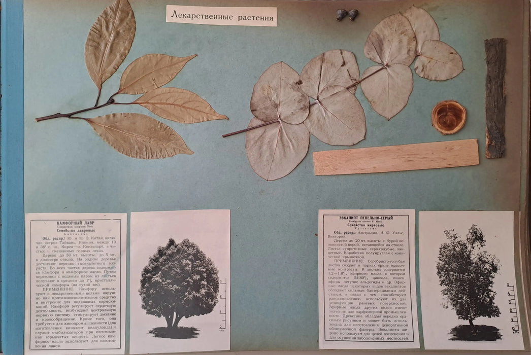 Гербарий Сухуми - Szuhumi herbárium - Oskola Antikvárium