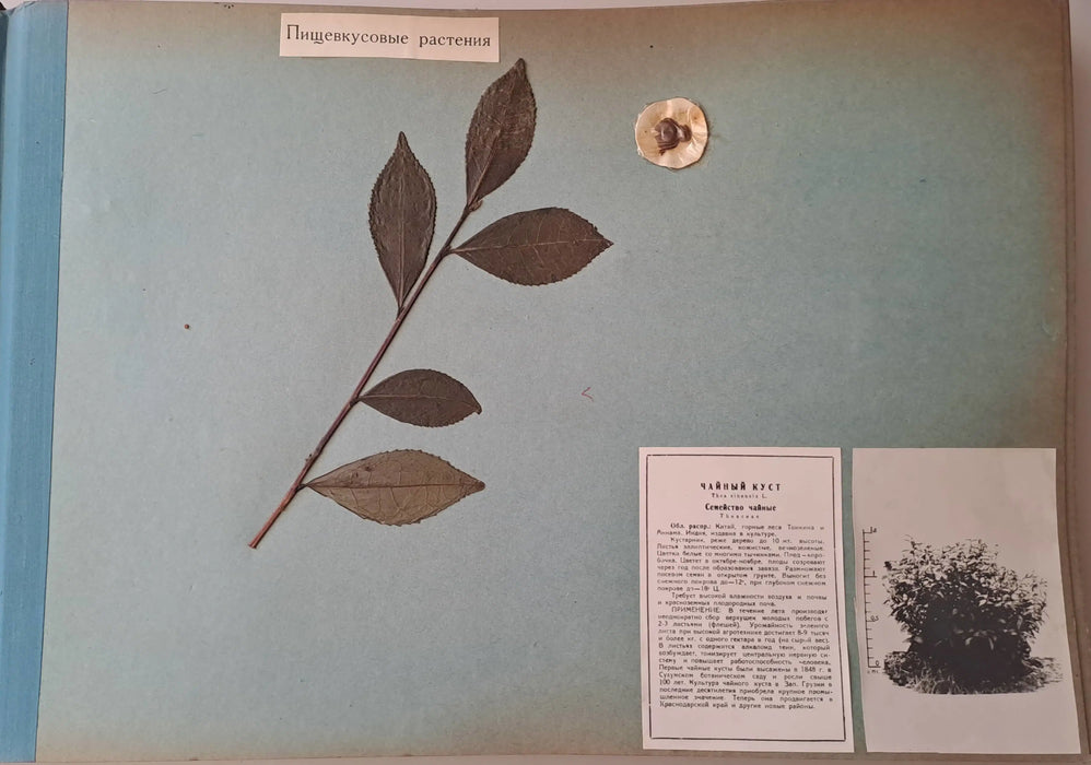 Гербарий Сухуми - Szuhumi herbárium - Oskola Antikvárium