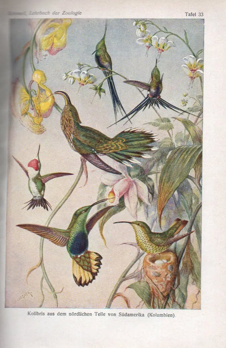 Lehrbuch der Zoologie - Oskola Antikvárium